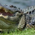 Hilton Head Alligator